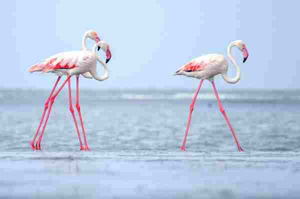 Are Flamingos Smart