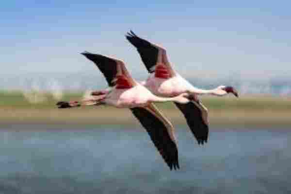 Can You Own a Pet Flamingo