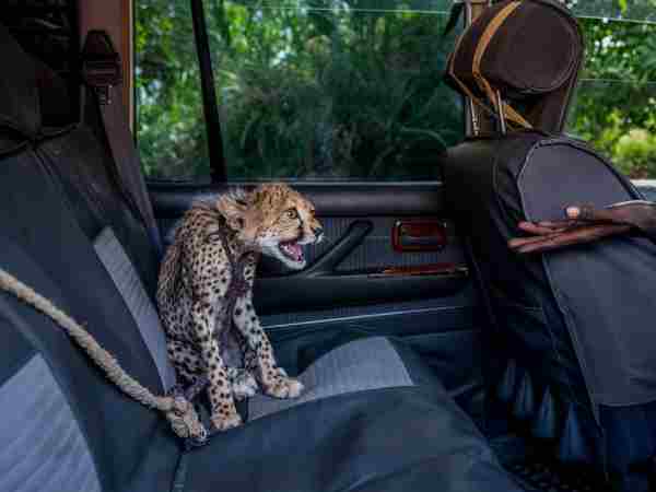 human poaching cheetah