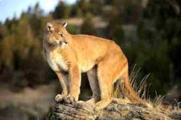 Dangerous Animals in Zion National Park