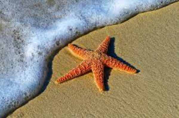 Are Starfish Dangerous