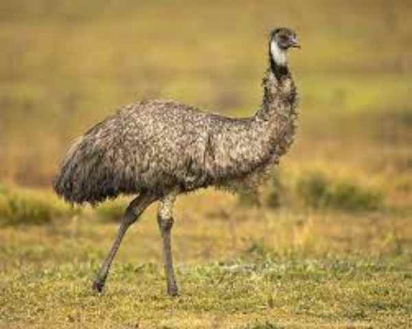 Are Emus Dangerous