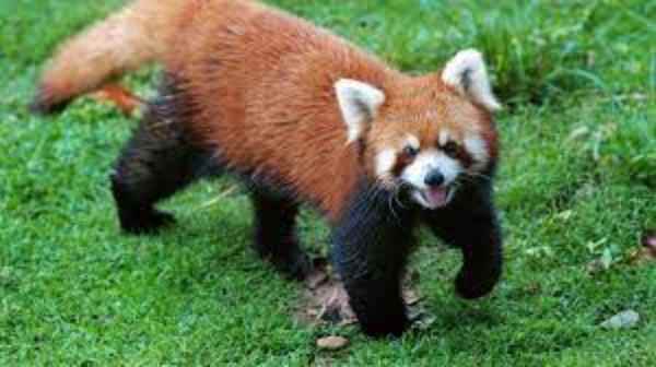 Are Red Pandas Dangerous