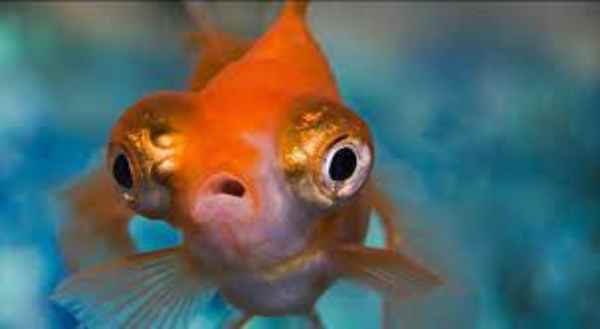 Fish With Big Eyes
