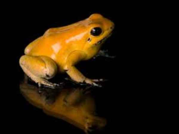 Golden Poison Frogs