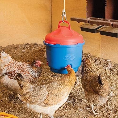 6 Best Heated Chicken Waterers (Reviews and Buyer’s Guide)
