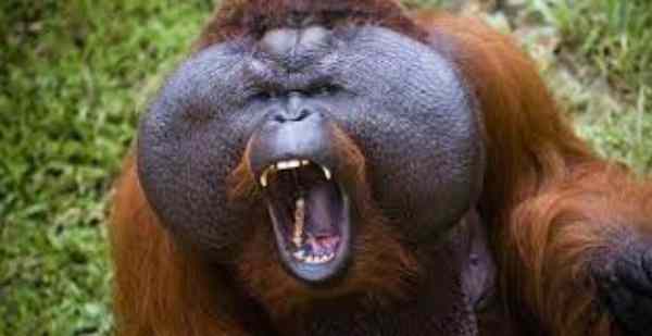 Are Orangutans Dangerous