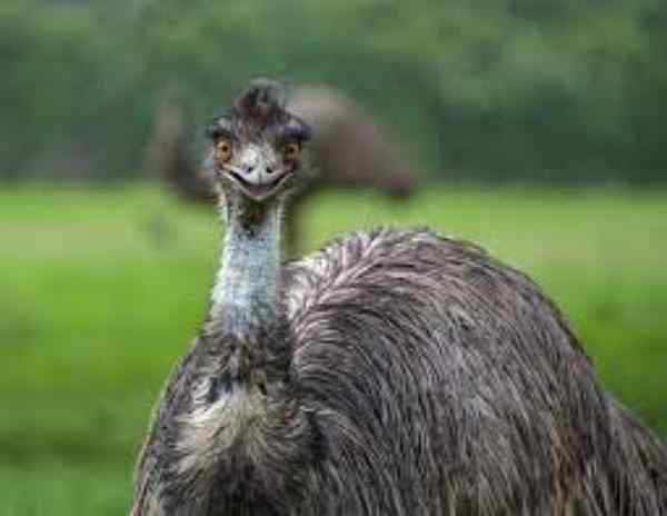 Can You Ride an Emu