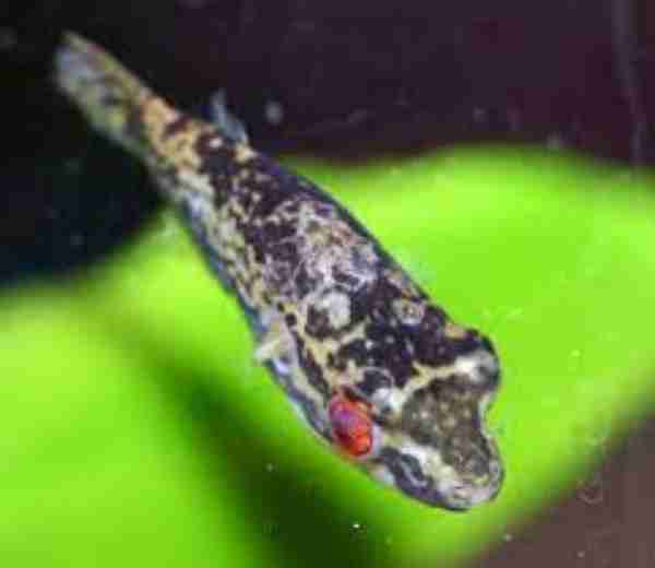 Red-Tail Dwarf Puffer Fish