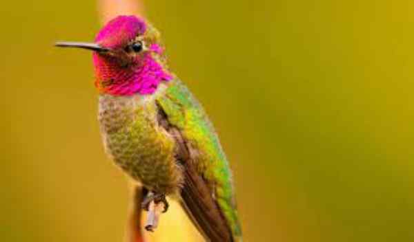 Anna’s Hummingbirds