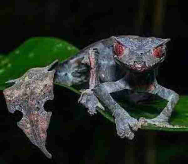 Satanic Leaf-Tailed Gecko