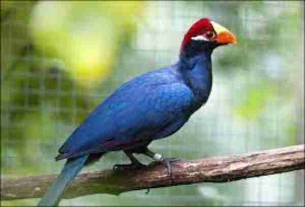 Violet Turacos