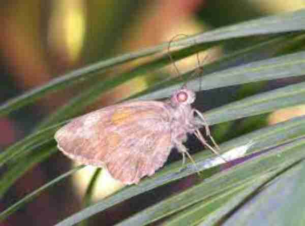 Giant Redeye Butterfly 