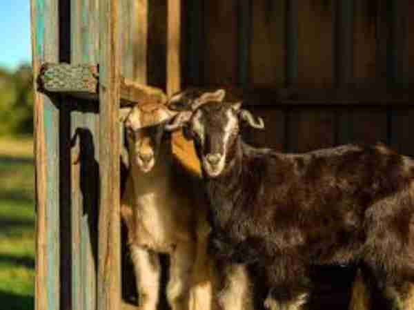 What Sound Do Goats Make