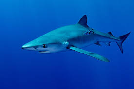  blue Shark