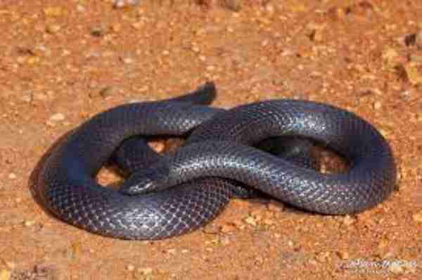 Common Purple-Glossed Snake 