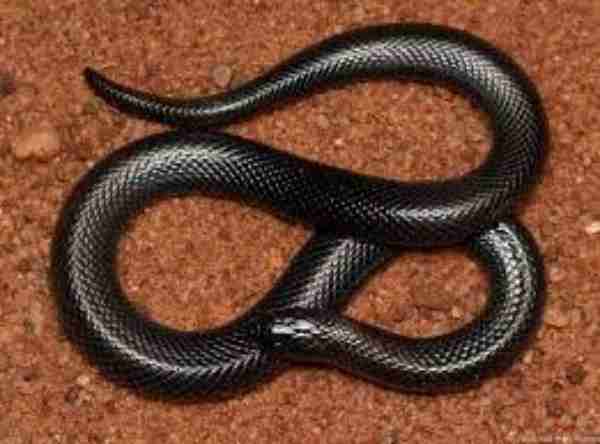 Katanga Purple-Glossed Snake 