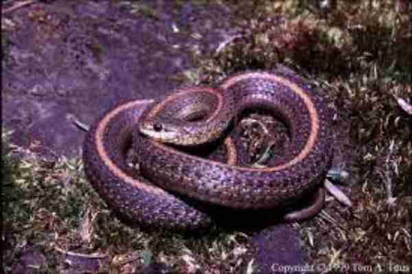 Purple Garter Snake