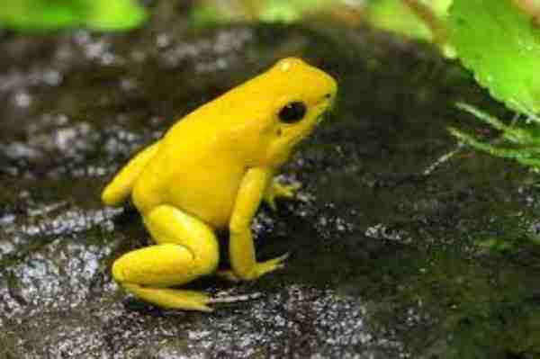 Golden Poison Frog 