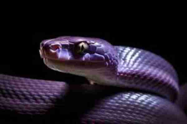 purple snakes