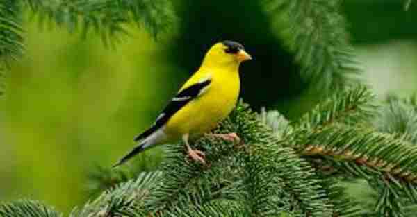 The American Goldfinch 