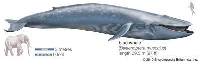 Best Places to See Blue Whales