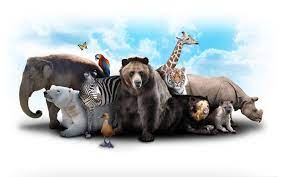 How Many Animals Are In The World