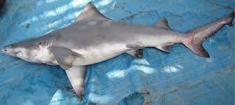 New Guinea River Shark