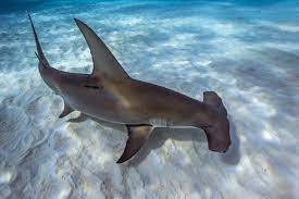 Great Hammerhead Shark