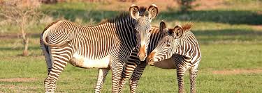 What Animals Eats Zebras