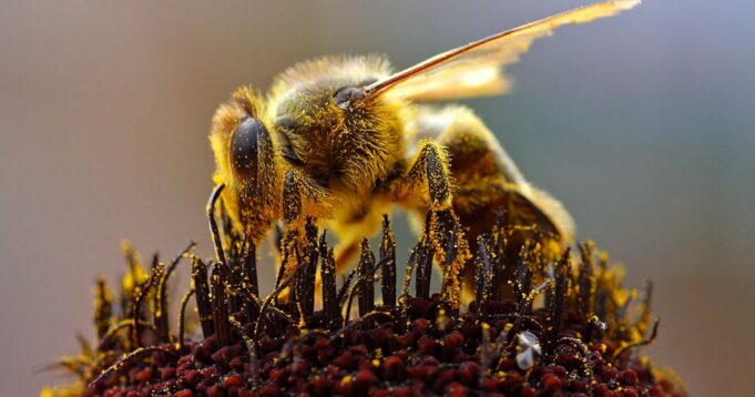 Africanized bee (killer bee)