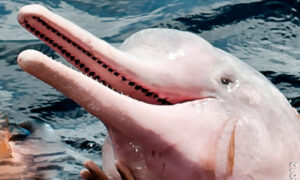 Amazon River Dolphin - Diet, facts, chars, habitat, life span