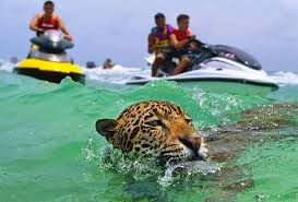 Animals In Cancun