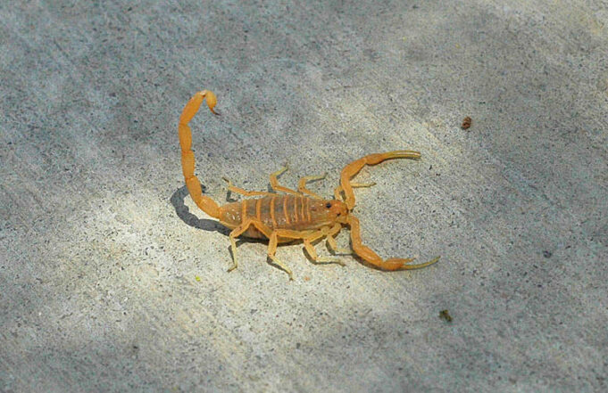 Bark Scorpion
