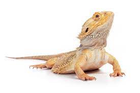 Animals That  Eat Bearded Dragons