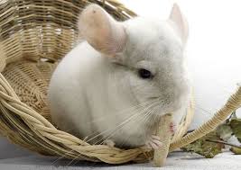 Animals That Can Live With Chinchillas