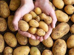 Animals That Eat Potatoes