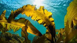 Animals That Eat Kelp